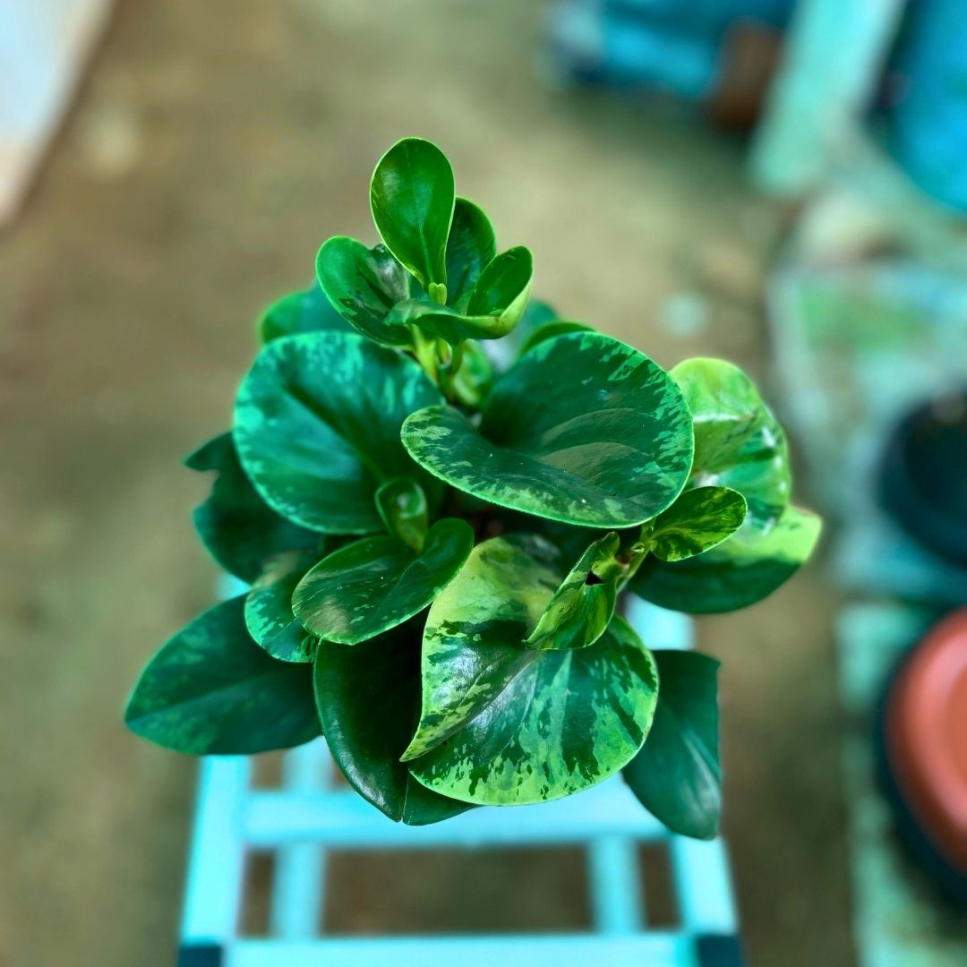 Peperomia
