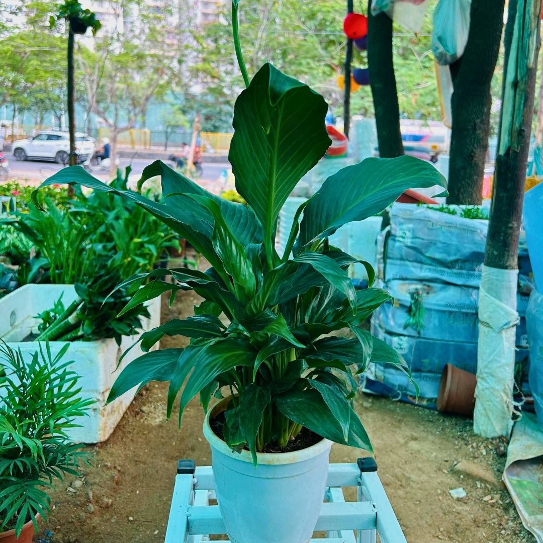 Peace Lilly ( Narrow Leaf )