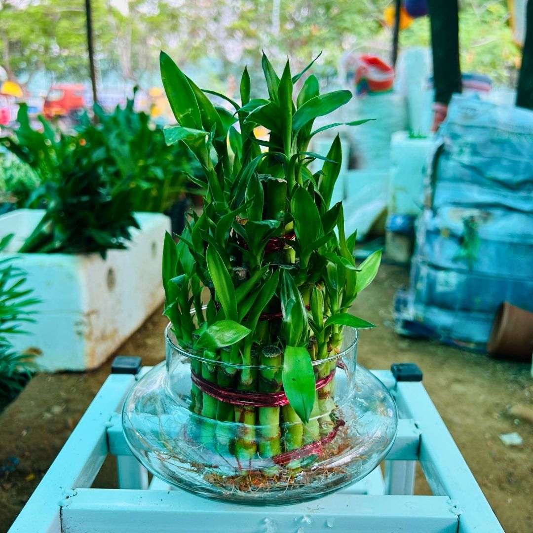 Lucky Bamboo