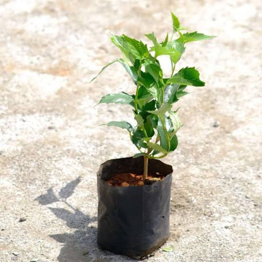 Parijat Plant