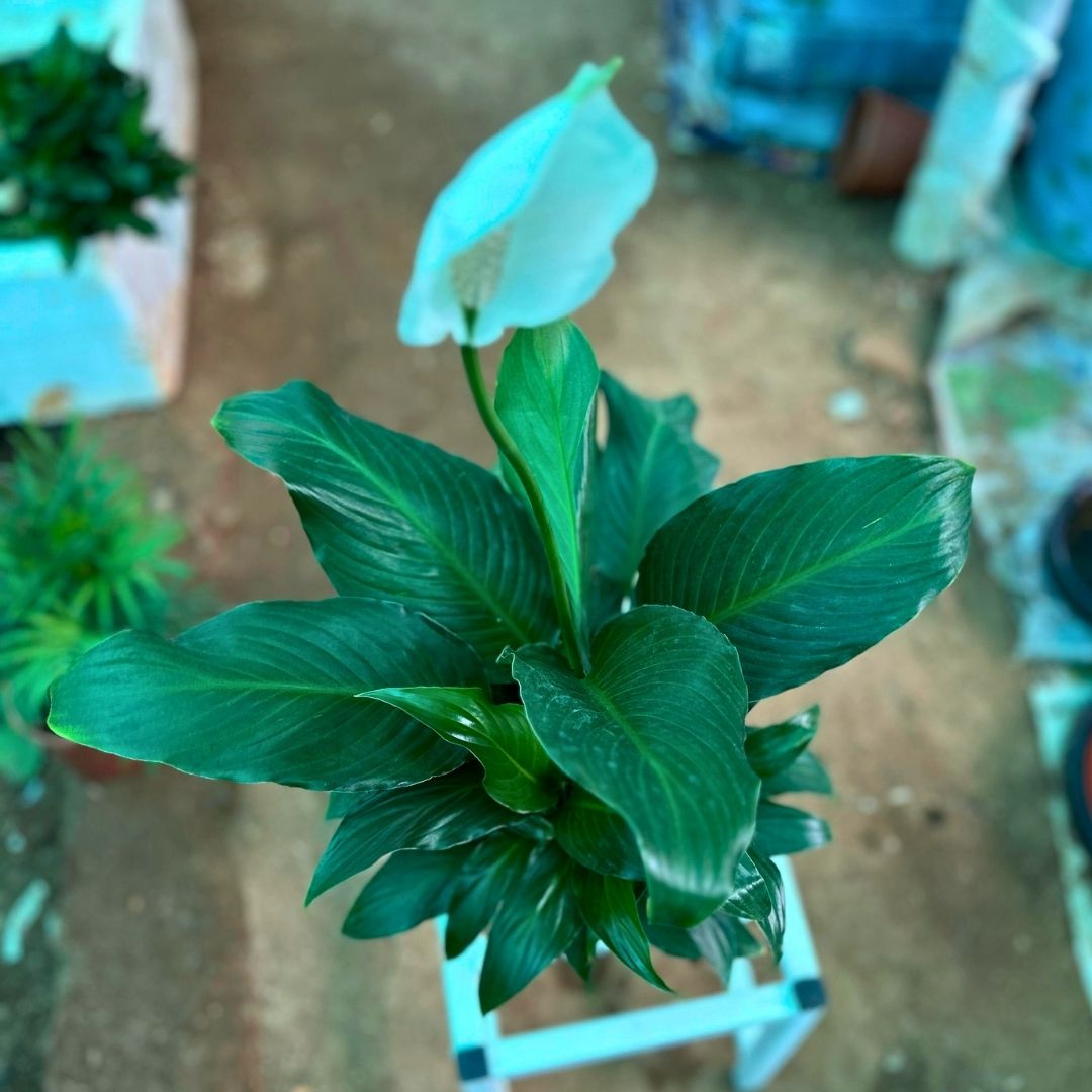 Peace Lilly ( Broad Leaf )