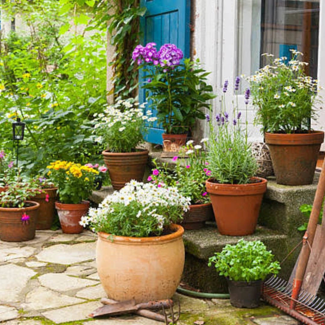 Flowering Plants