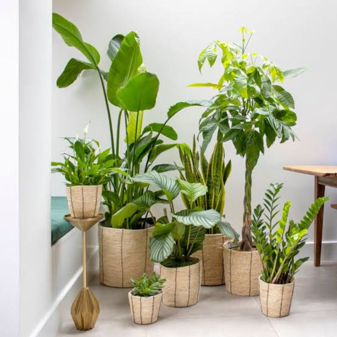 Indoor Plants