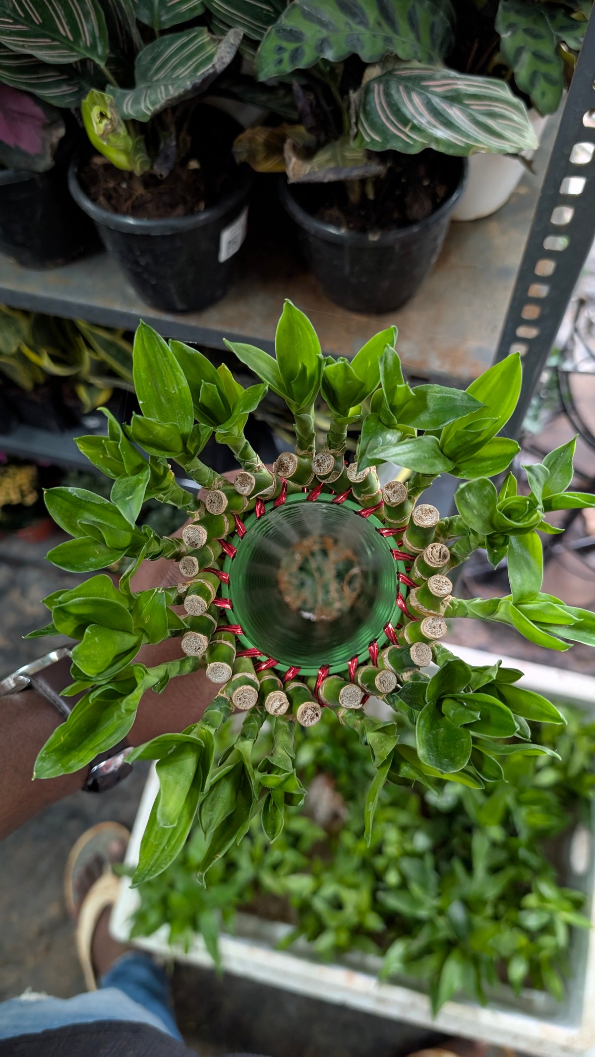 Lucky Bambo Wheel Model