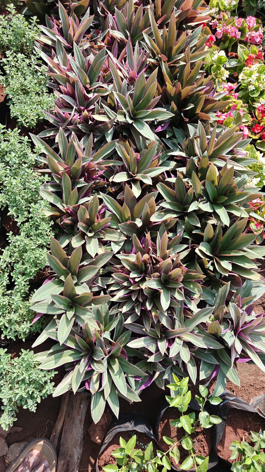 Agave x ocahuata 'Blue Glow'
