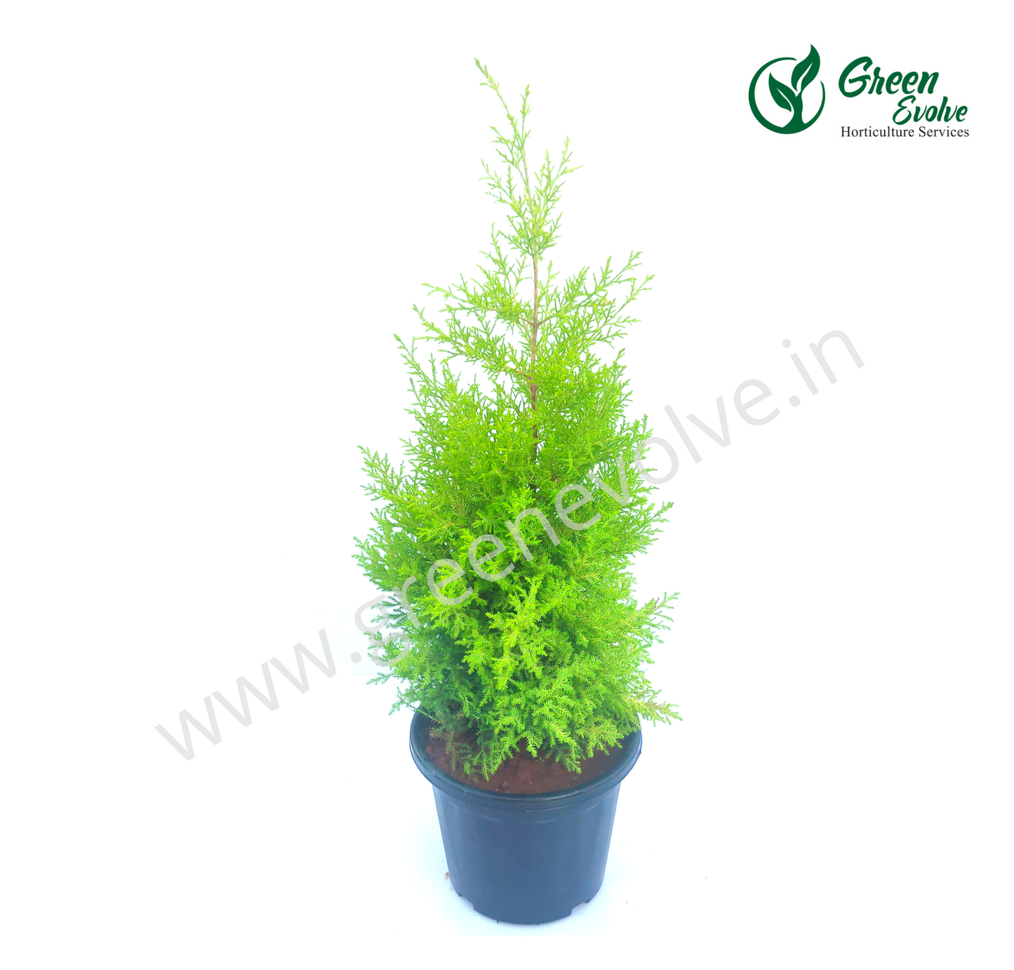 Golden Cypress