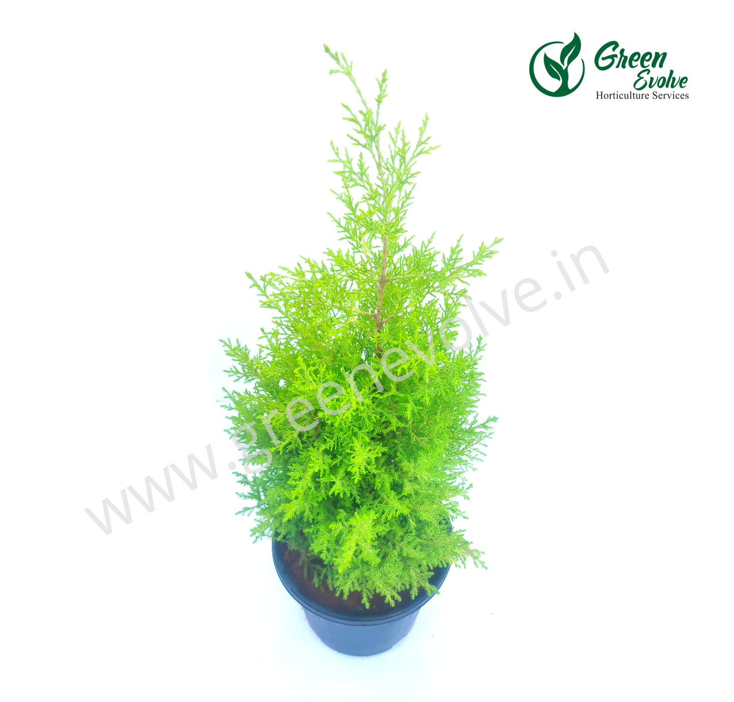 Golden Cypress