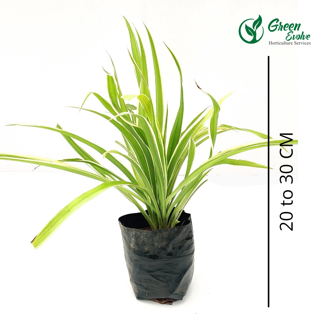 Chlorophytum
