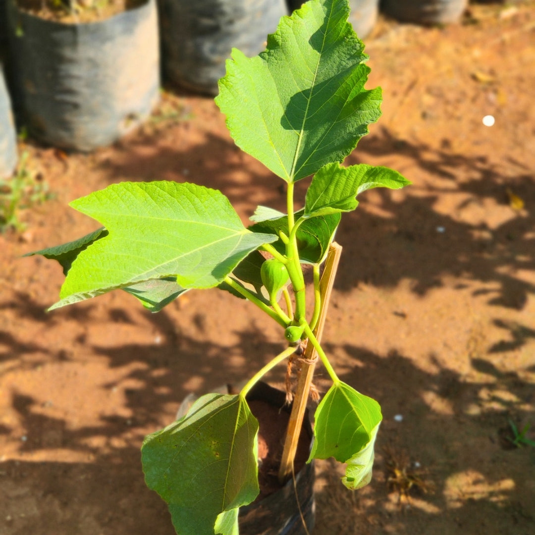 Anjeer ( Fig )