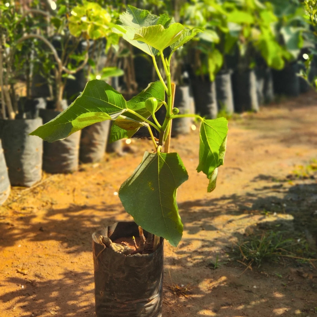 Anjeer ( Fig )