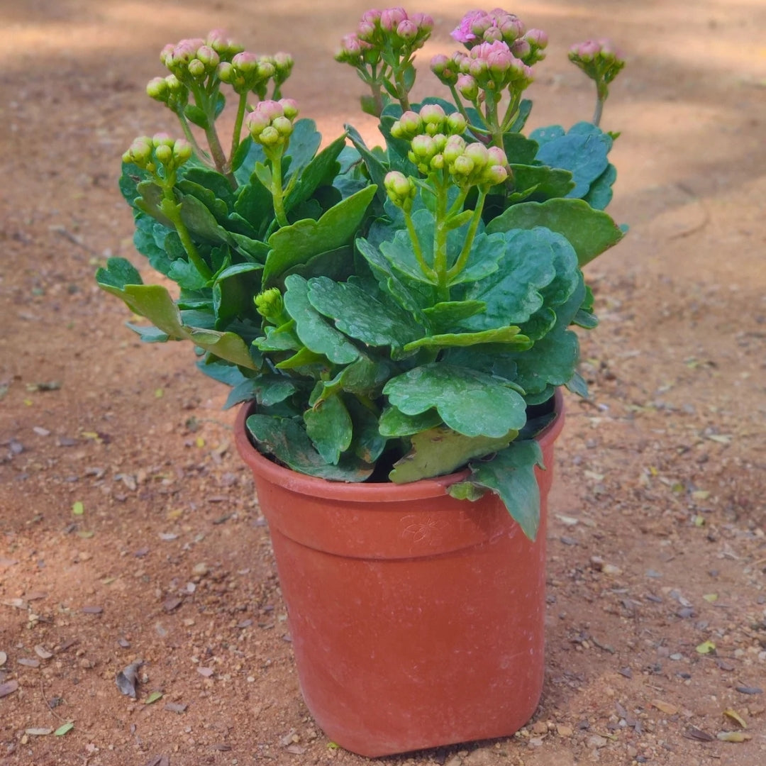 Kalanchoe Plant