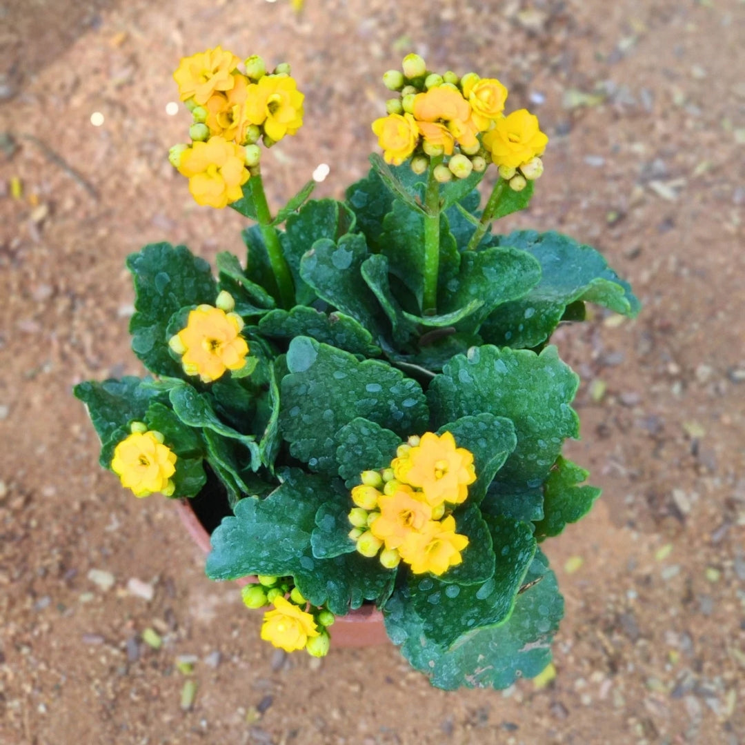 Kalanchoe Plant