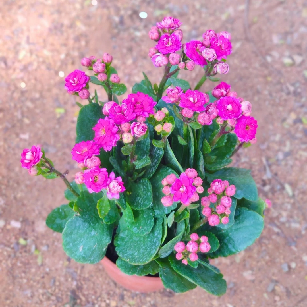 Kalanchoe Plant