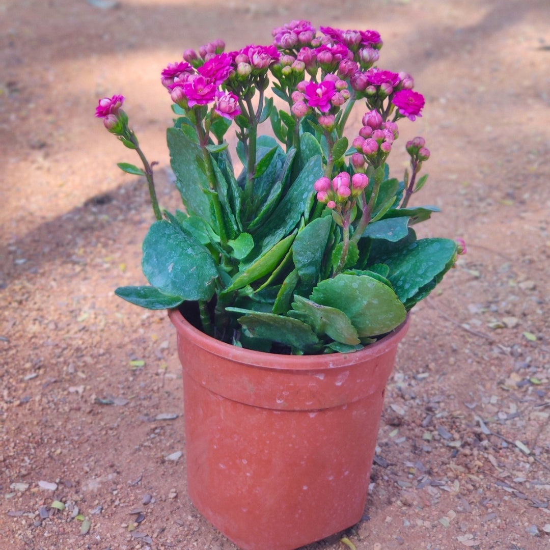 Kalanchoe Plant