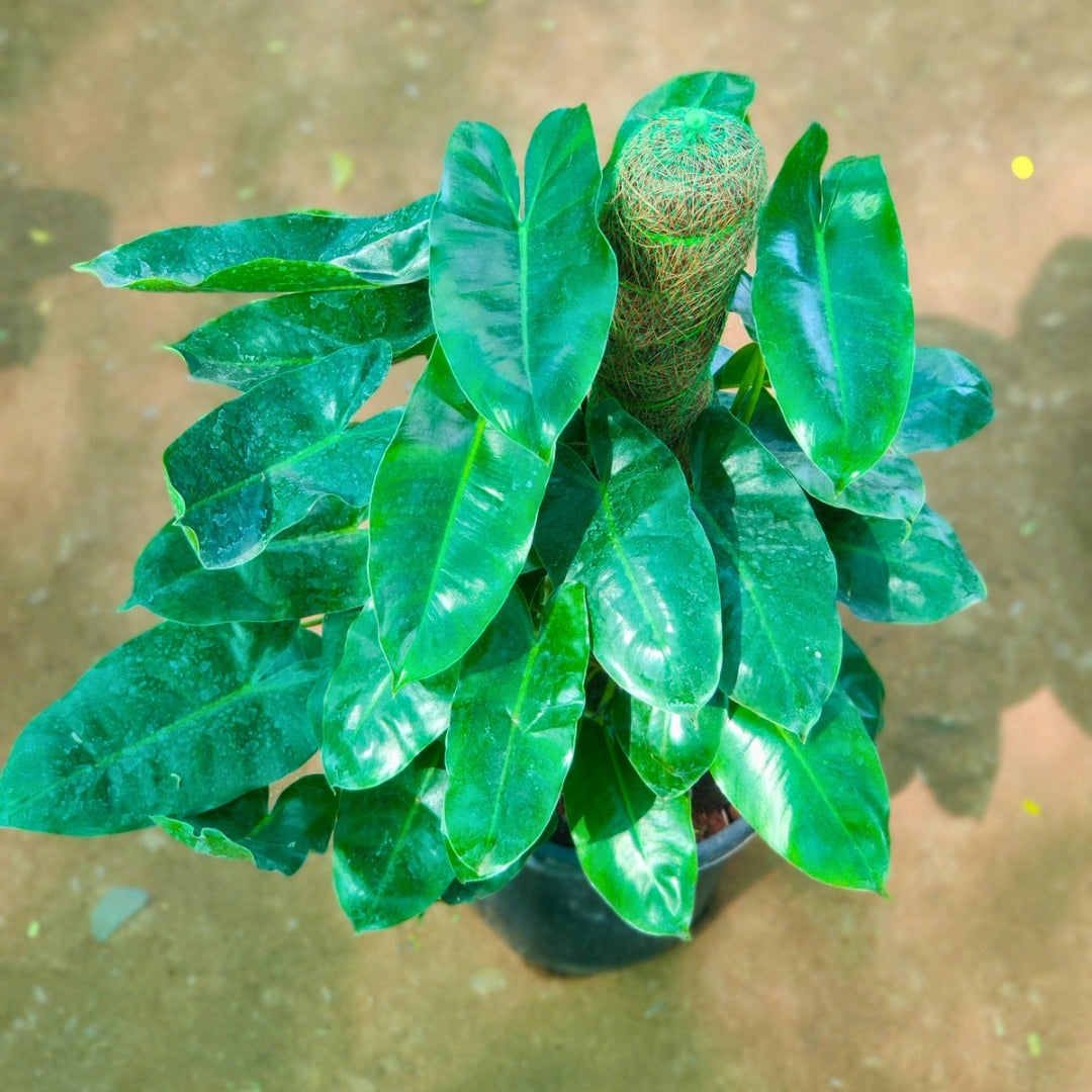 Philodendron Green Mosstick