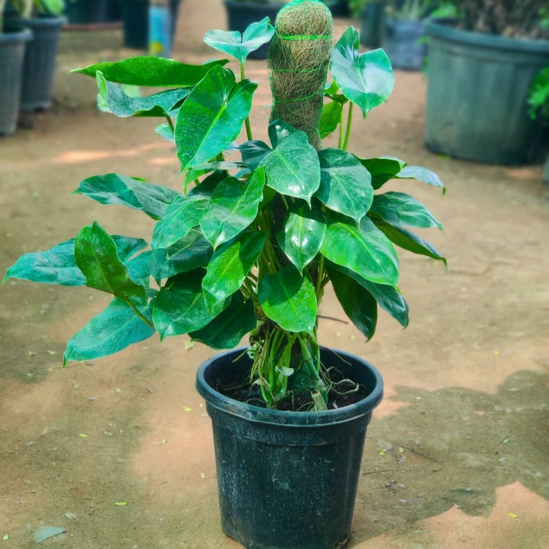 Philodendron Green Mosstick