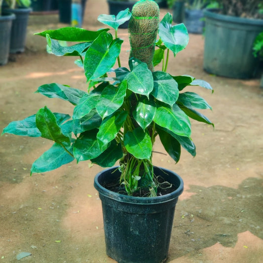 Philodendron Green Mosstick