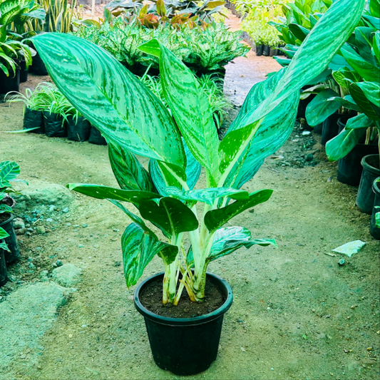 Aglaonema White Steam