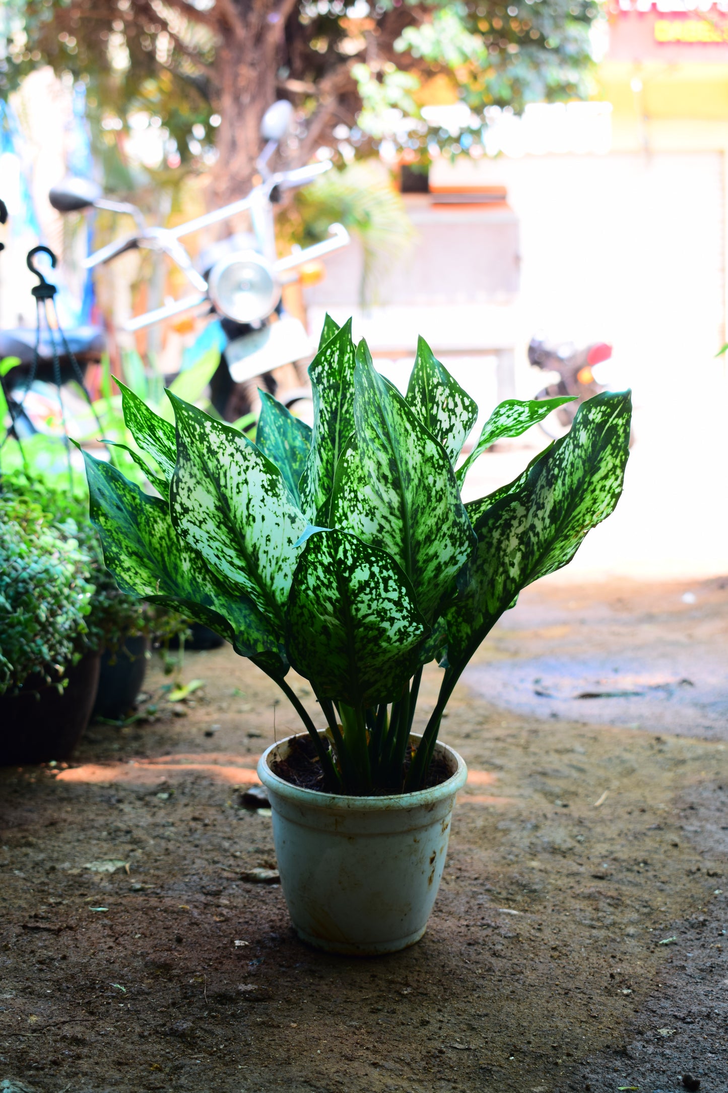 Aglaonema Snow White