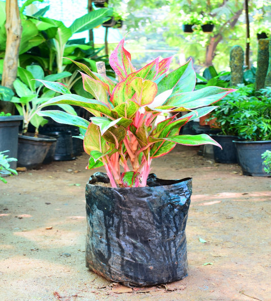 Aglaonema Red Lipstick