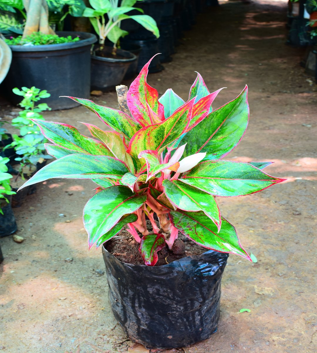 aglaonema red lipstick Aglaonema Red Lipstick – Green Evolve