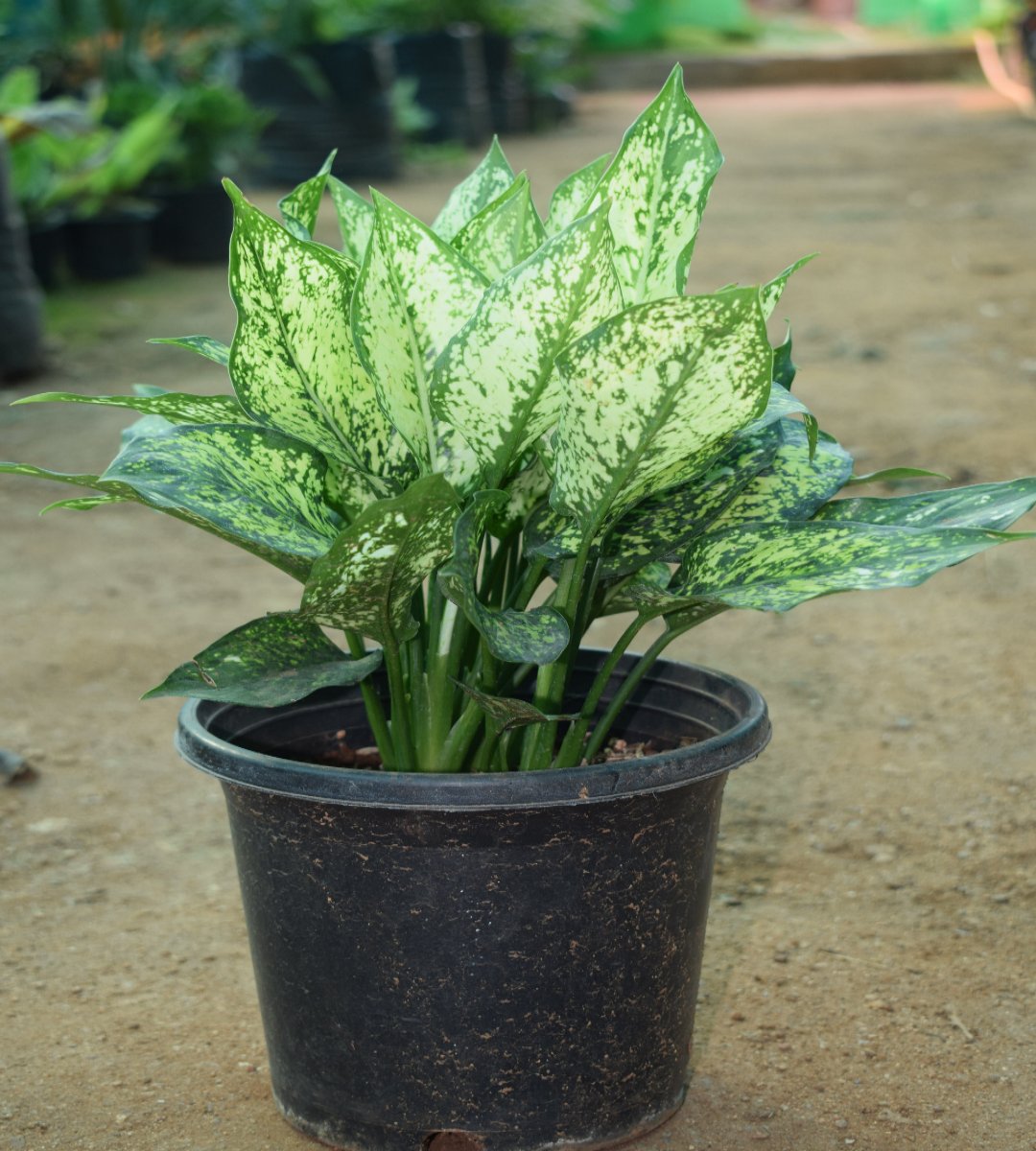 Aglaonema Snow White