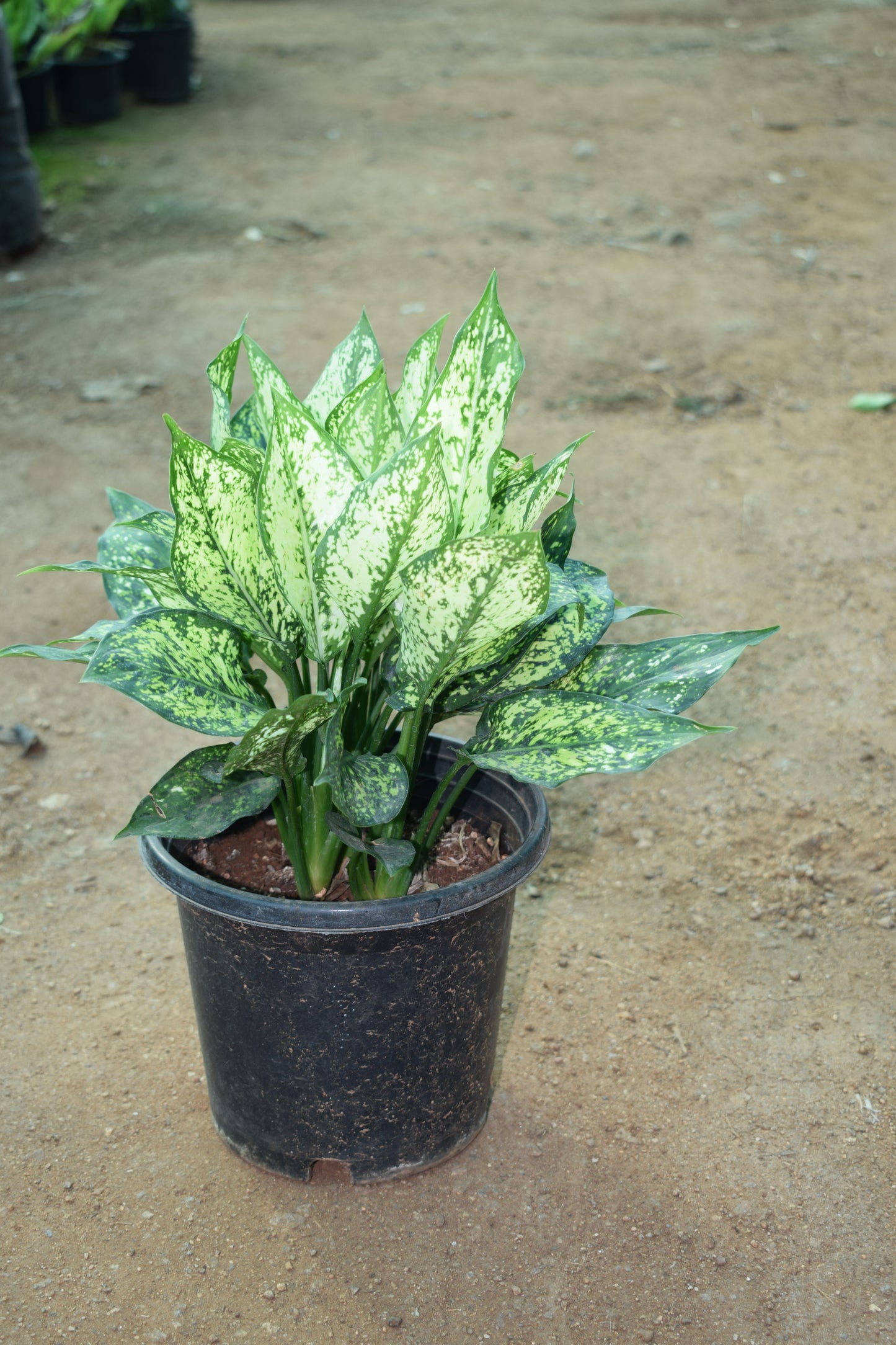 Aglaonema Snow White