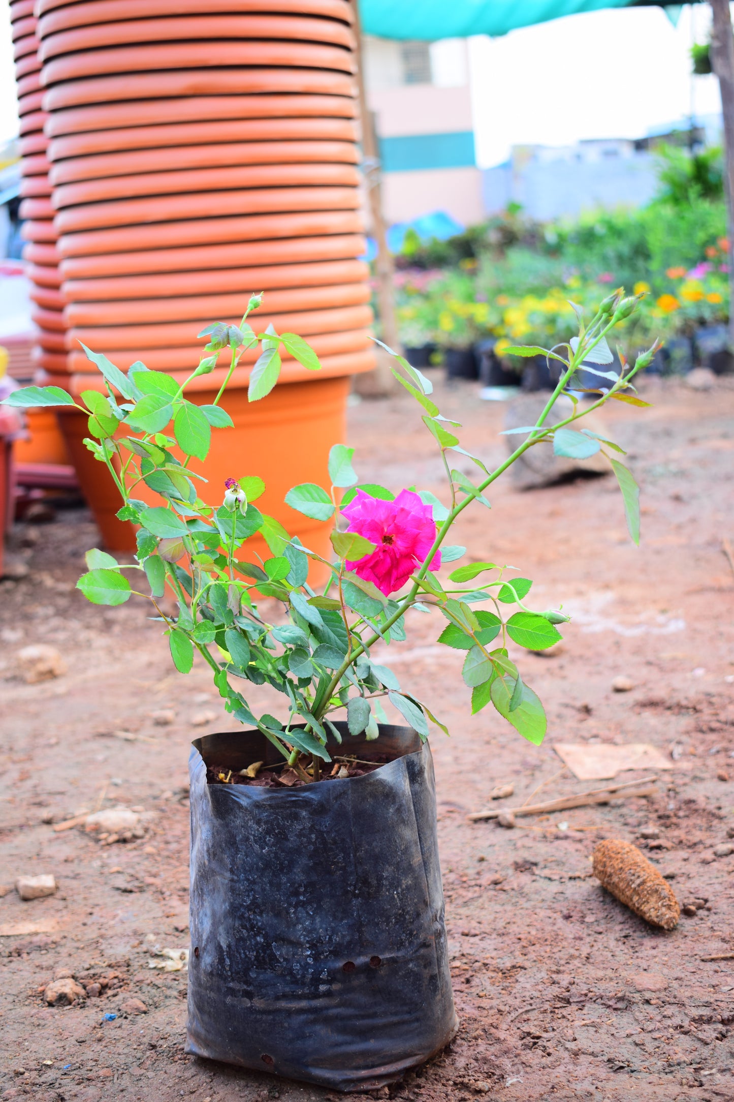 Kashmir Rose
