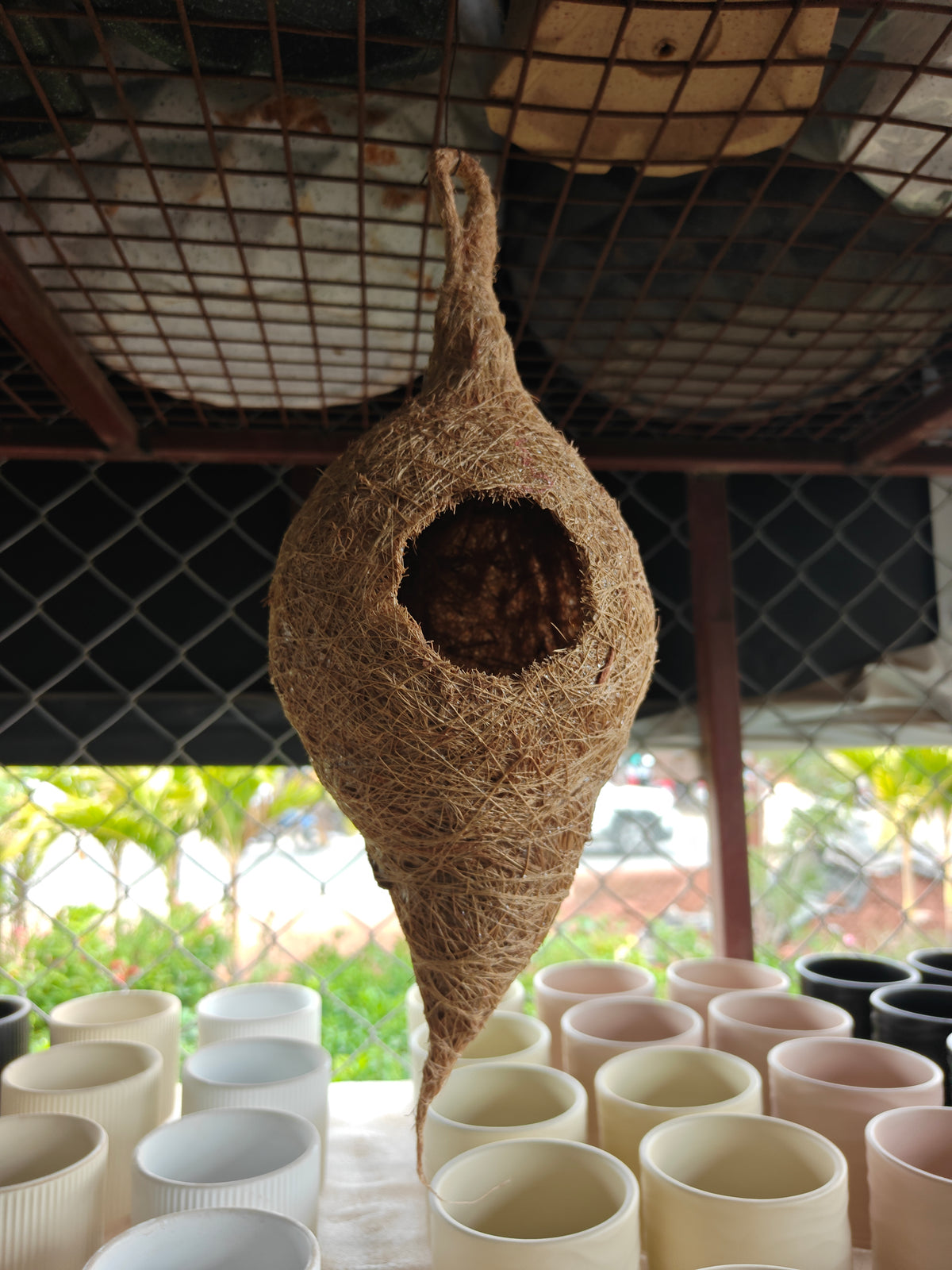 Bird nest tale
