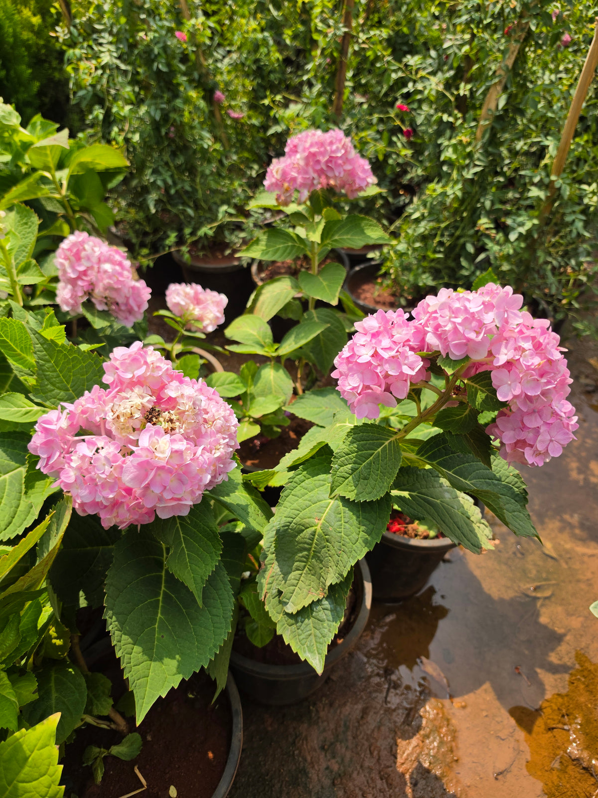 Hydrangea Plant
