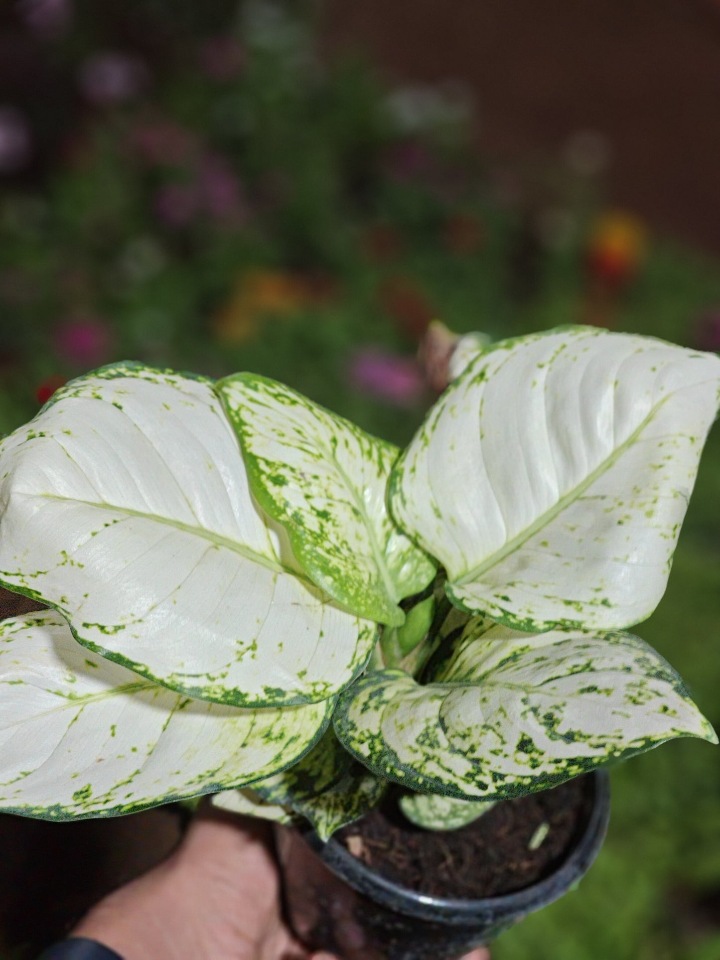 Aglaonema Super White