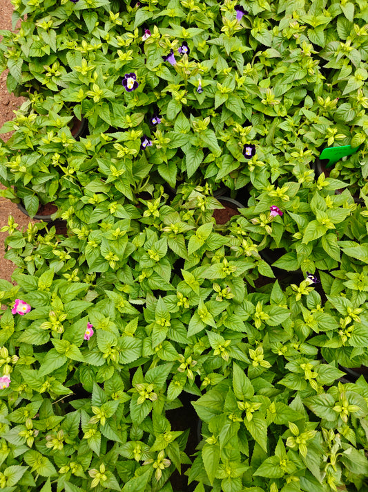 Torenia mix colours