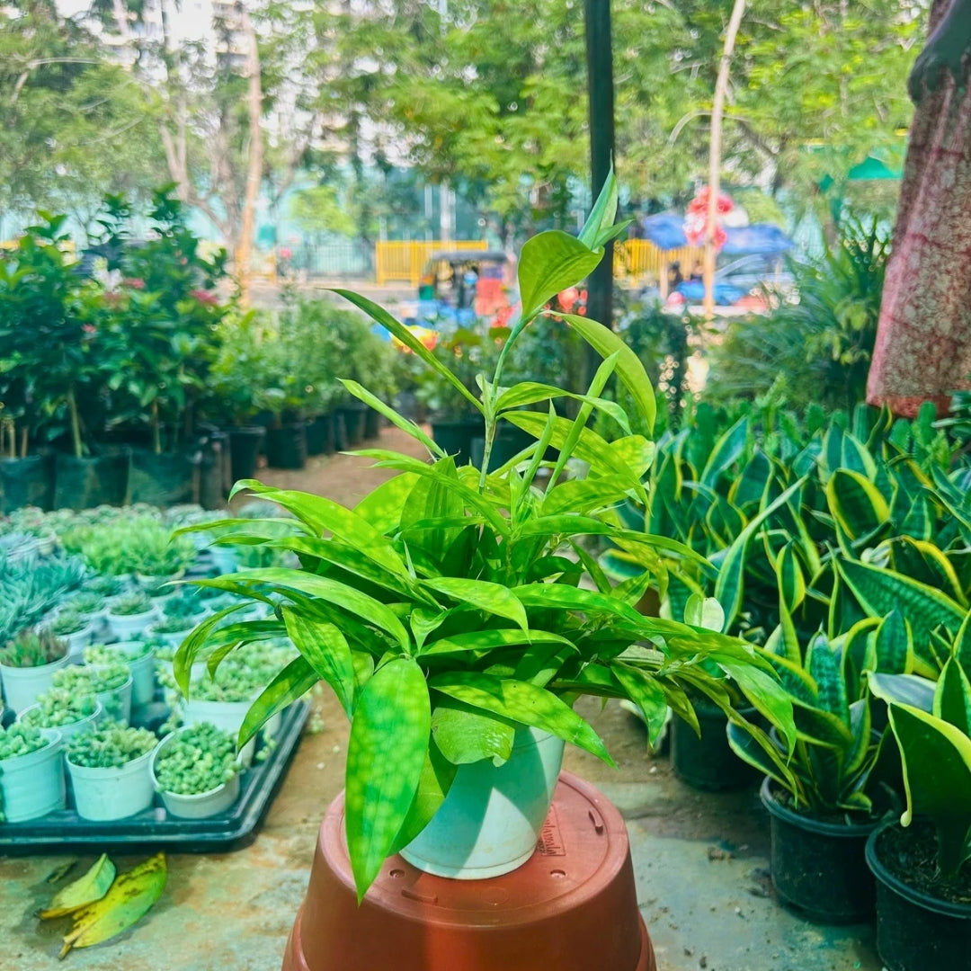 Dracaena Golden Milky