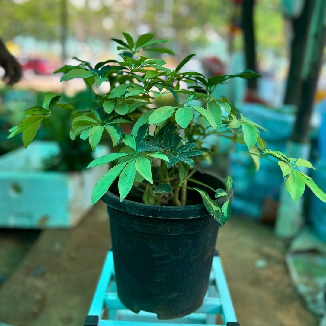 Schefflera