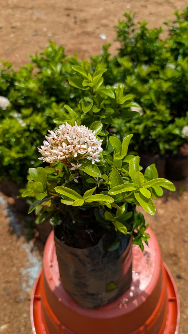 Ixora