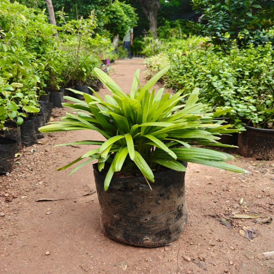 Raphis Palm