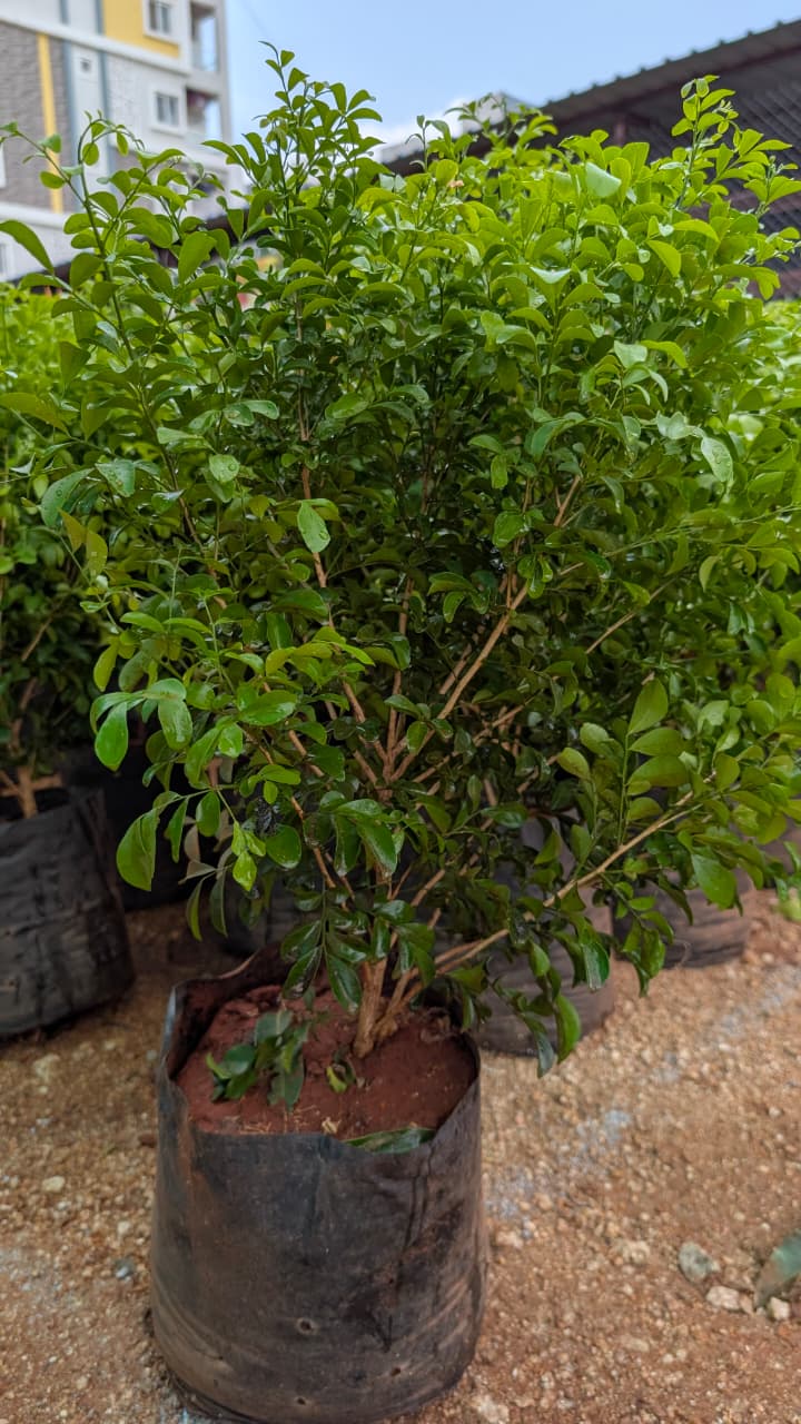 orange jasmine ( China fox )