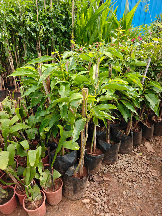 Sampangi Grafted