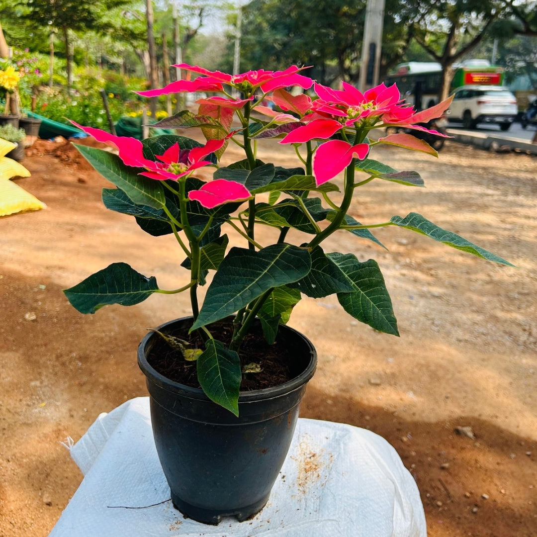 Poinsettia
