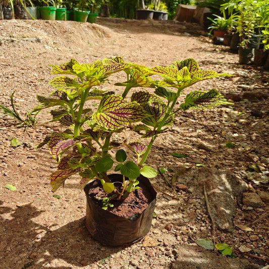 Coleus ( Mixed Colour )