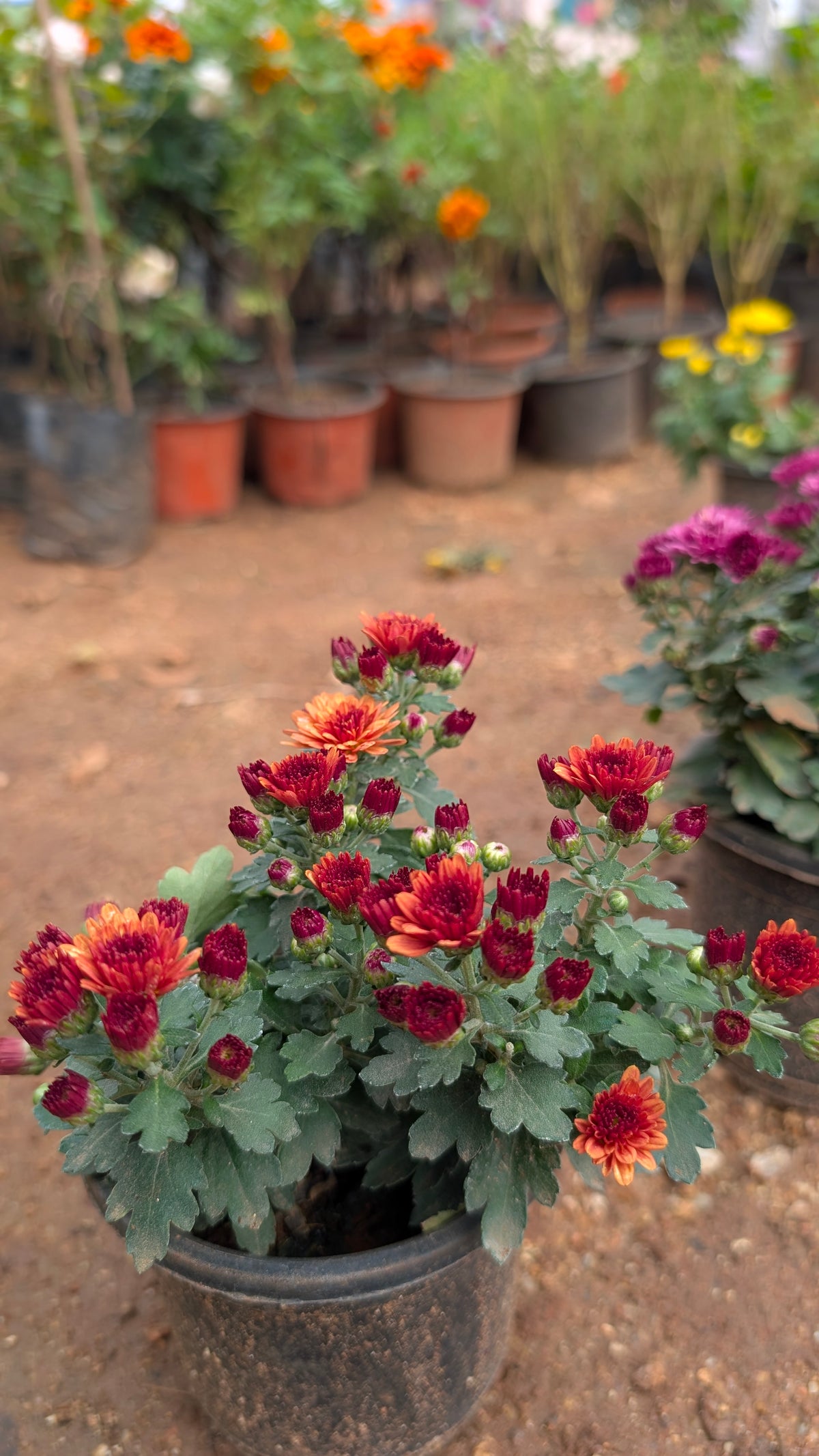 Mini Chamanthi any colour
