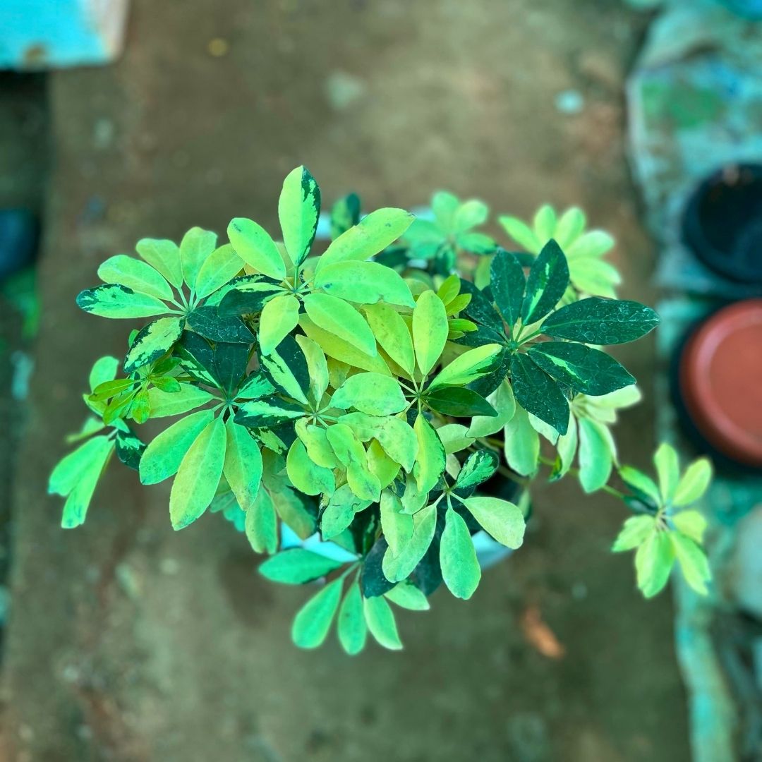 Schefflera