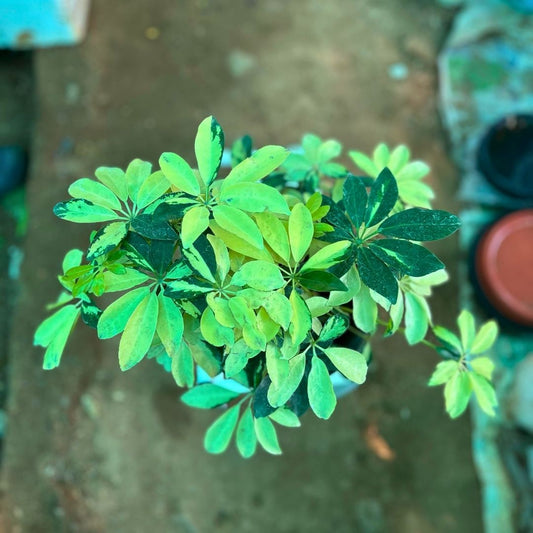 Schefflera