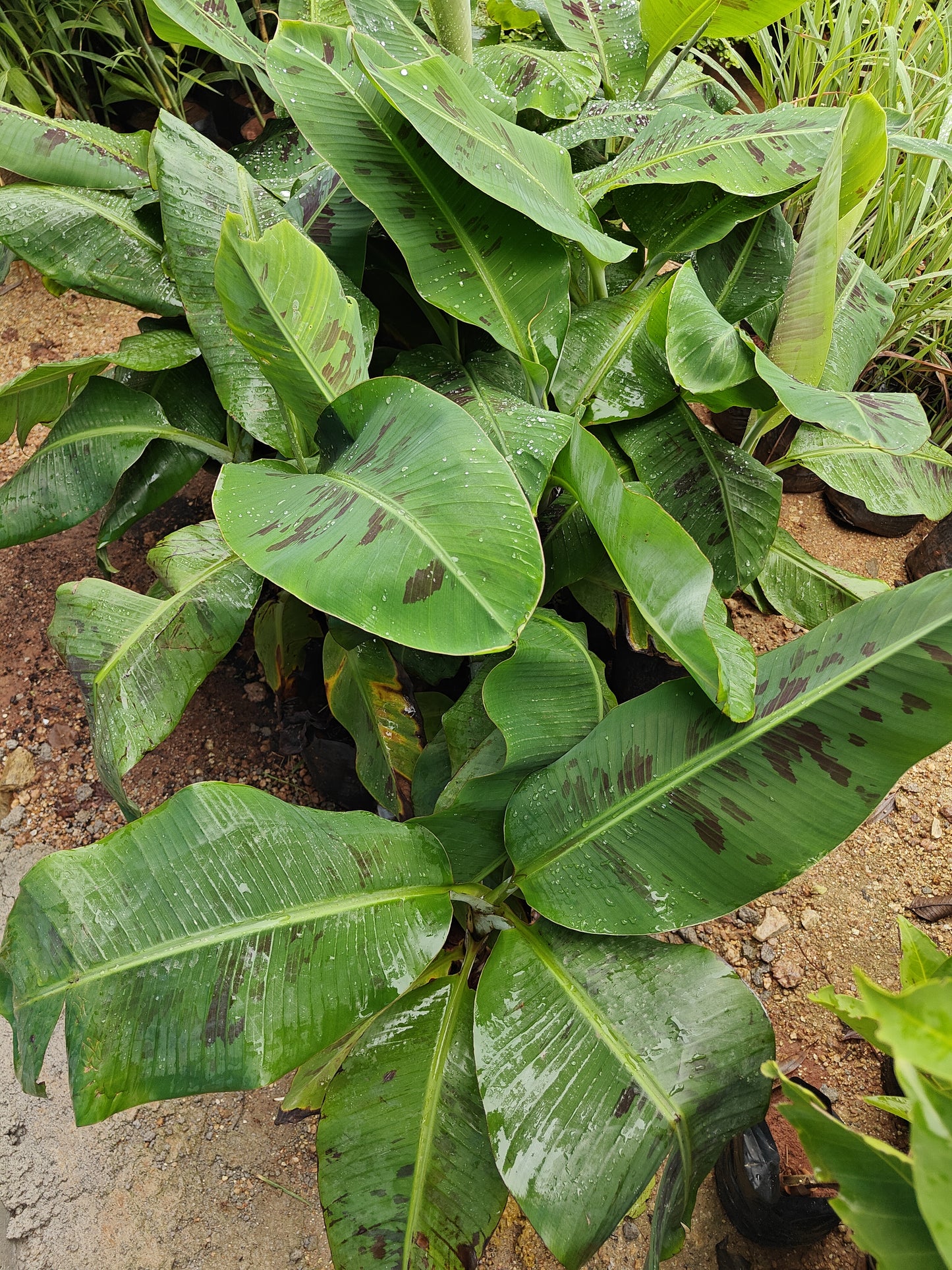 Banana plant