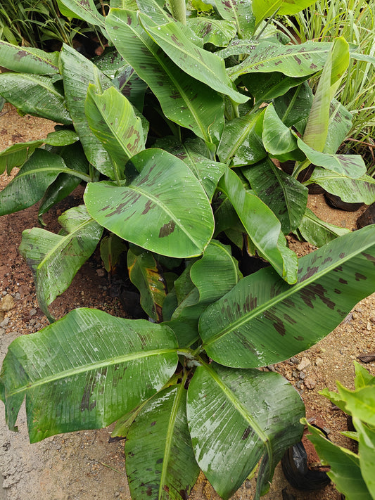 Banana plant