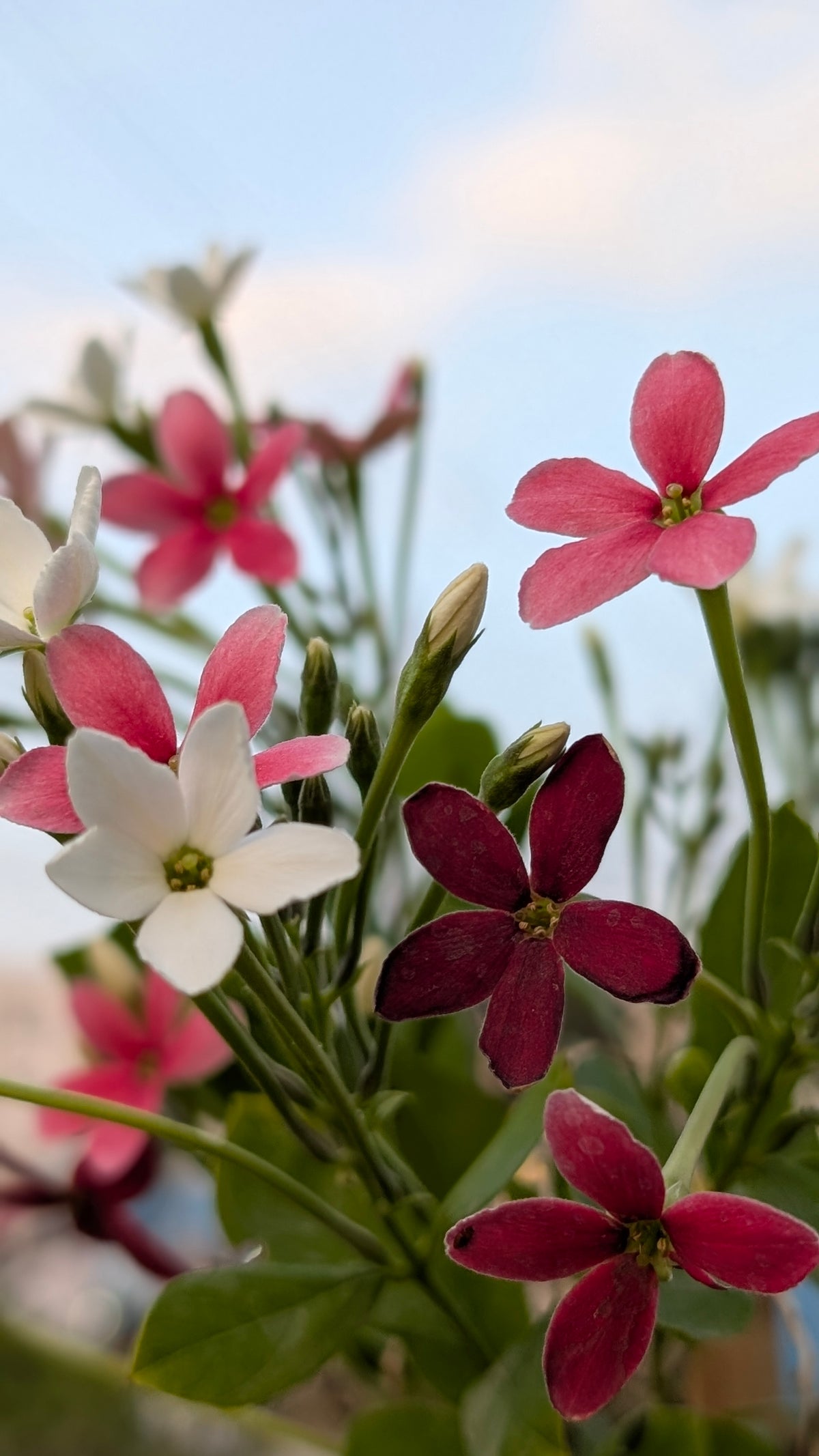 Radha manoharam (Rangoon creeper)