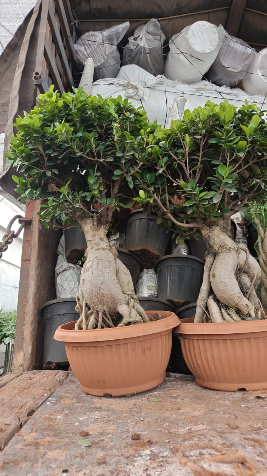 Ficus Bonsai