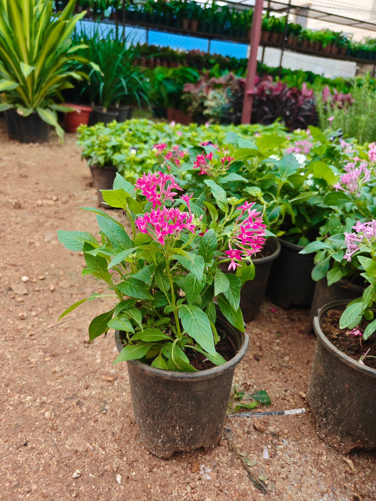 Pentas any colour