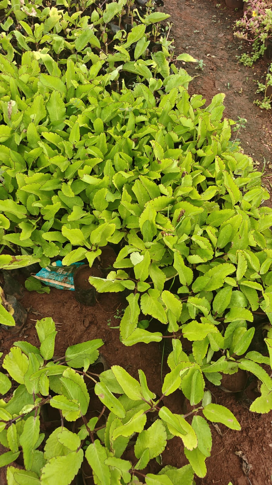 Ranapala