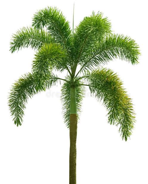 Fox tail Palm
